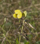 Hairy cowpea